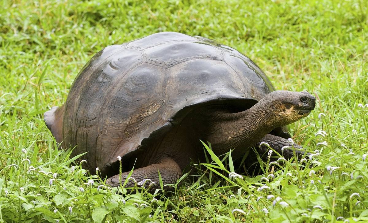 Treasure of Galapagos 5 Day Eastern Islands cruise